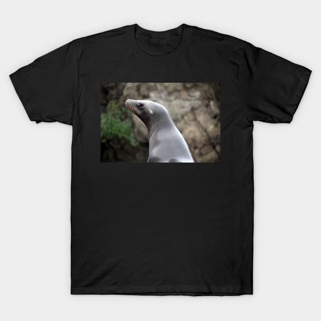 Stink eye from a Seal??? T-Shirt by croper